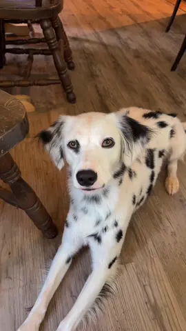She’s definitely not a picky eater  #dogmom #dogsoftiktok #dalmatian #longcoatdalmatian #fyp 