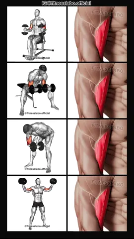 ✅ Dumbbell Biceps Workout  ① Seated Hammer Curl ② Double Concentration Curl ③ Standing Concentration Curl ④ High Curl 3 sets 12-15 reps  #Fitness #gym #exercise  #workout #workoutroutine         