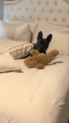 Con este nieto perruño tengo para no acabar de limpiar! 😤.  Ay pero como amo 🥰  #frenchie #frenchbulldog 