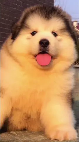 Who let the Dog out 🐕🐶 🎶🎶🎶🎼🎼🎙️🎙️Cutety puppy  #viral #dog #ရောက်ချင်တဲ့နေရာရောက်👌 #fyp 