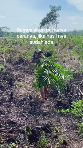 #sawit #sawitontiktok #petani #petanimuda #petaniindonesia🇮🇩🇮🇩🇮🇩🌿🌿 