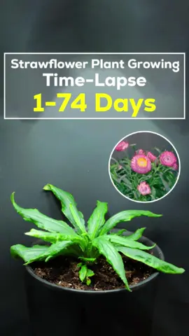 Strawflower Growing Timelapse – A 74-Day Journey From Seed to Bloom#strawflower #flowers #blooming #growth #growingup #growing #tree #garden #gardening #seeds #timelapsevideo #timelapse #plants 