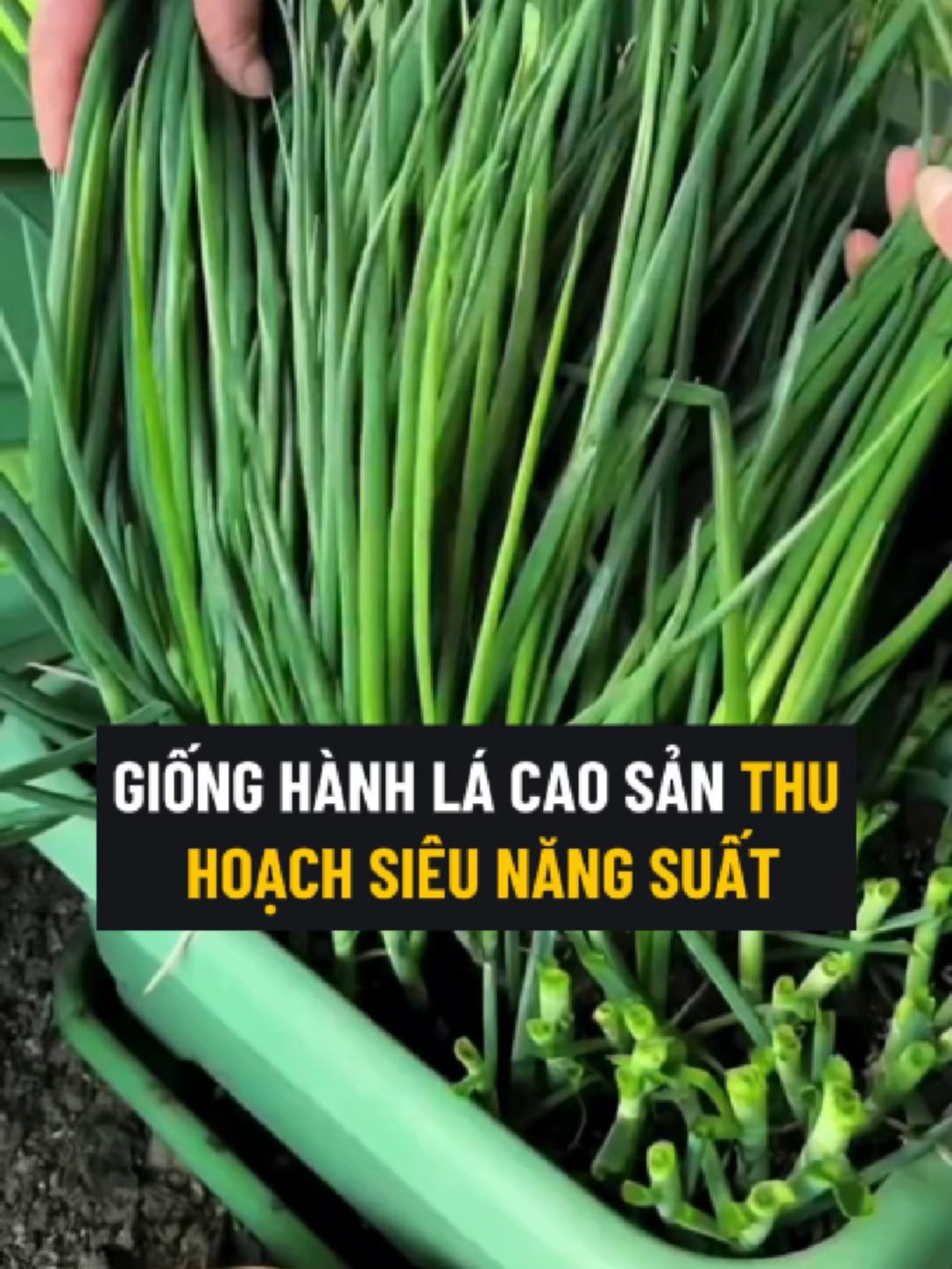 Giống Hành Lá Hành Hoa Lá To Dễ Trồng Tại Nhà, Ít Sâu Bệnh Rất Dễ Chăm #hanhla #hanhhoa #hatgiong #hatgionghanhla #hatgionghanhhoa #trongcay #tronghanhla #tronghanhhoa
