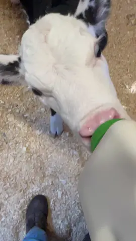Little scrunchy nose! #ruckus #calf #moo #farmlife #farm 