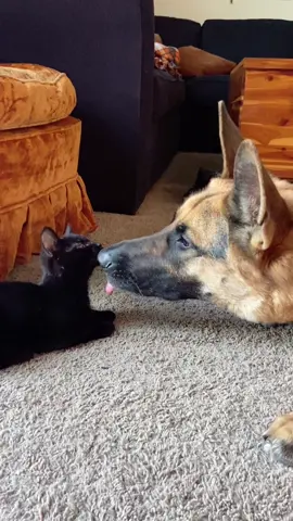 On todays episode of Axl and Salem……..  #germanshepherd #kittensoftiktok #dog #catanddog #blackcatsoftiktok 