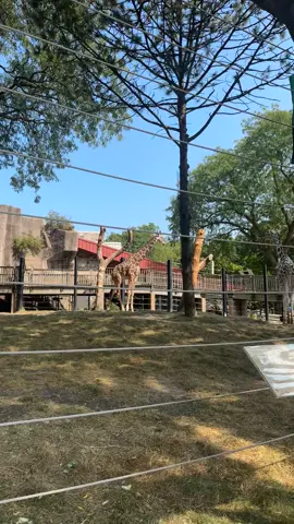 HAHAHA! I forgot I had this video when I went to the Milwaukee Zoo September 2024! So I clearly I had to do it!! 😂😂😂😂