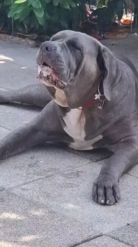 #canecorso #foryou #🐶❤️ #viral #eat 