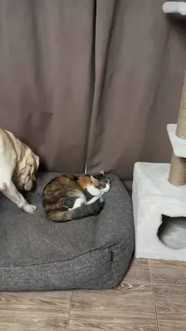 # this is my place 🤨 stubborn cat # pat 1