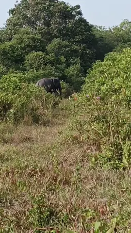 suasana angon di hutan #faunasilvestre #savanasakjose #gajah #waykambas #lampung 