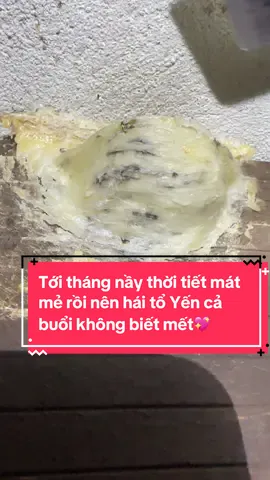 Đầy gùi rồi về ăn cơm thôi…😘#yensaonguyentan #xuhuớng #xuhướngtiktok #toyen#yensao 