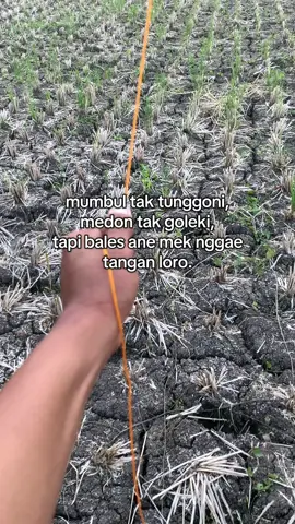 #jawacidro #hobypelayang #layanganpngbarat #layanganbabonanggrem #fyp 