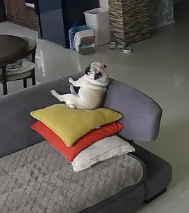 #dog #мопс #собакин 