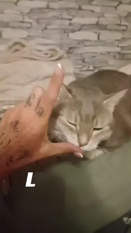 Love my cat 🖤 #chat 