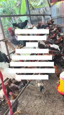 Gabung di Mitra Ternak Kita DM/Klik Link WhatsApp di Bio Profil ya 