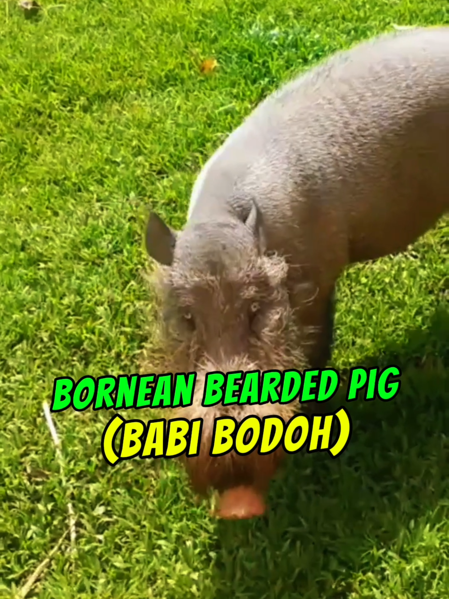 Tak Sangka… 3 Haiwan Malaysia Nama Dia Ada ‘Bodoh’ Tiga haiwan unik Malaysia dengan nama pelik: Babi Bodoh (Bearded Bornean Pig) yang bermigrasi ikut musim buah, Ular Kapak Bodoh (Malayan Pit Viper) yang bisanya bahaya, dan Yu Bodoh (Bamboo Shark) yang jinak tapi hampir terancam.