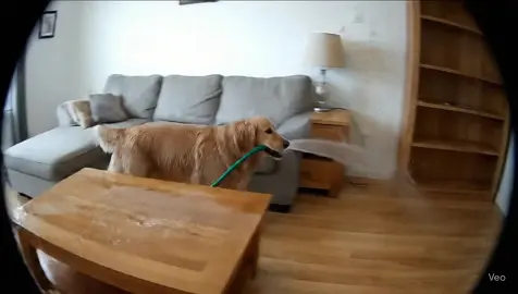 Prompt để tạo ra video chú chó golden đang rất hot 👇👇👇: Video in the style of a hidden security camera, with a slightly low angle as if from a corner of the room. A Golden Retriever is holding a running water hose in its mouth, with water flowing continuously. The dog walks around the house, moving from the living room → bedroom → kitchen. As it moves, the spraying water splashes everywhere, soaking the sofa, table, bed, floor, and other furniture. The lighting is natural daylight, the atmosphere is realistic like CCTV footage, with slight camera shake and true-to-life colors.