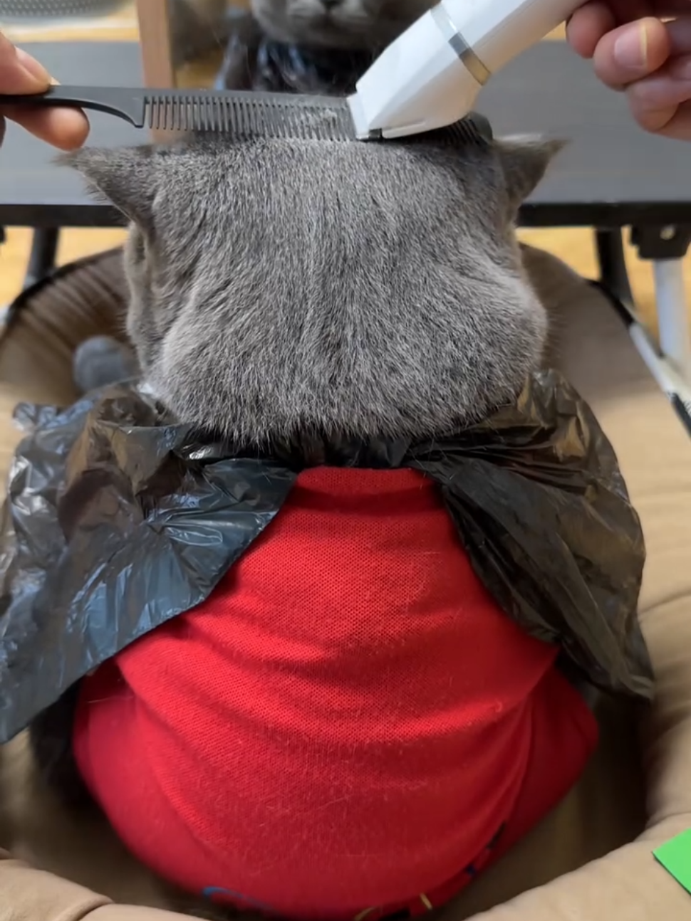 #Cat #catsoftiktok #Pet 