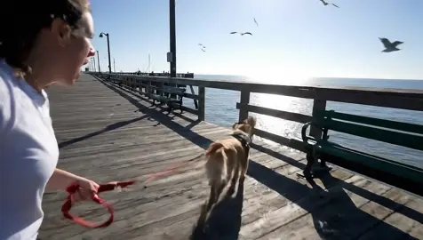 My dog chasing birds… #dog #bird #pier  Vid generation tool: maken.io 👉Check link in bio.