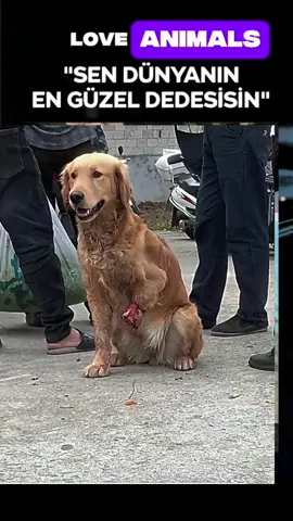 Rescue the Poor Dog 🐶 #dog #dogsoftiktok #animals 