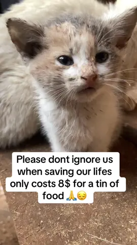 Please to ignore us its been a while without any donation for food 🙏and i please call upon cat lovers to help me get food for my babies 🙏😔#olebrandselect #foryoupage #donation #help #save #cat #catsoftiktok #animals #animalsoftiktok #charity #100k #rescue #respect #fyp #100kviews #makeup #makemefamous #catrescue #viralvideos #tik 