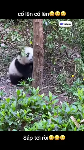 Cố lên cố lên😆😆😆Follow kênh để xem nhiều video về gấu trúc nhé🥰#panda #duet #viral #cute #funny 