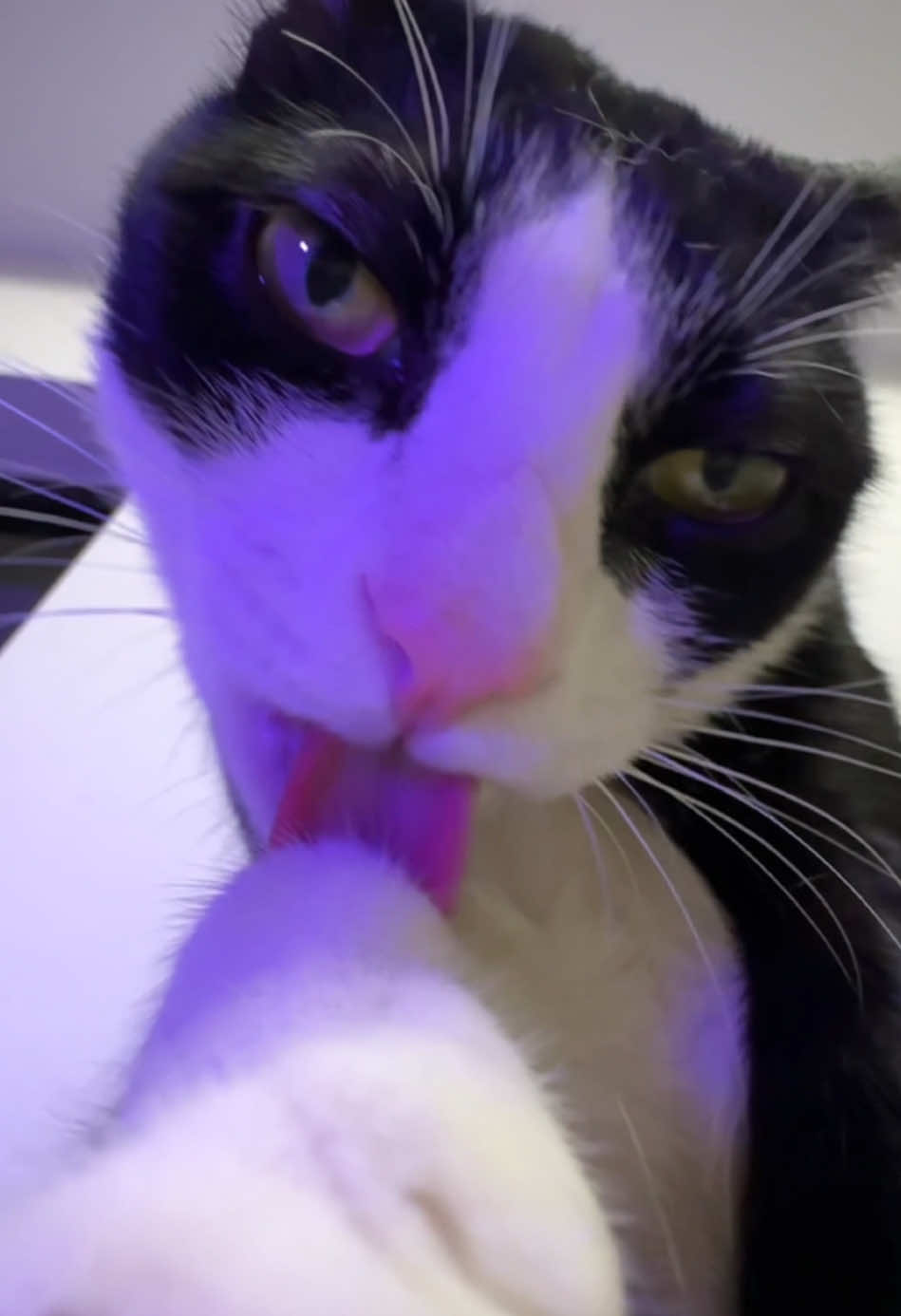 So sexy #fyp#LickingCat#lickingcat#pettok#FunnyPet#cuteanimalsoftiktok #sex #cat #sexyy#cats #catlover
