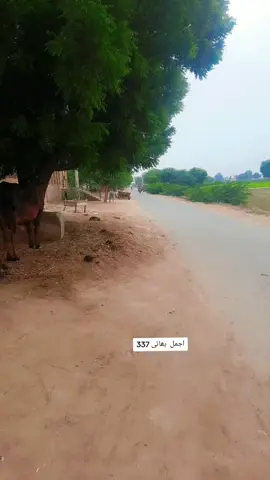 #اجمل #بھائی # 