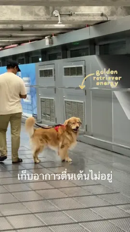 สนามบินสุวรรณภูมิน้องหมาเข้าได้  แต่ต้องมีสายจูงหรือรถเข็นฮะ 🐶💖 ตื่นเต้นกว่าคนจะได้บิน เดินวนรอบป๊าครบ 3 รอบล้ะฮะ  #สนามบินสุวรรณภูมิ  #petfriendly #goldenretriever  #PetsOfTikTok  #fyp 