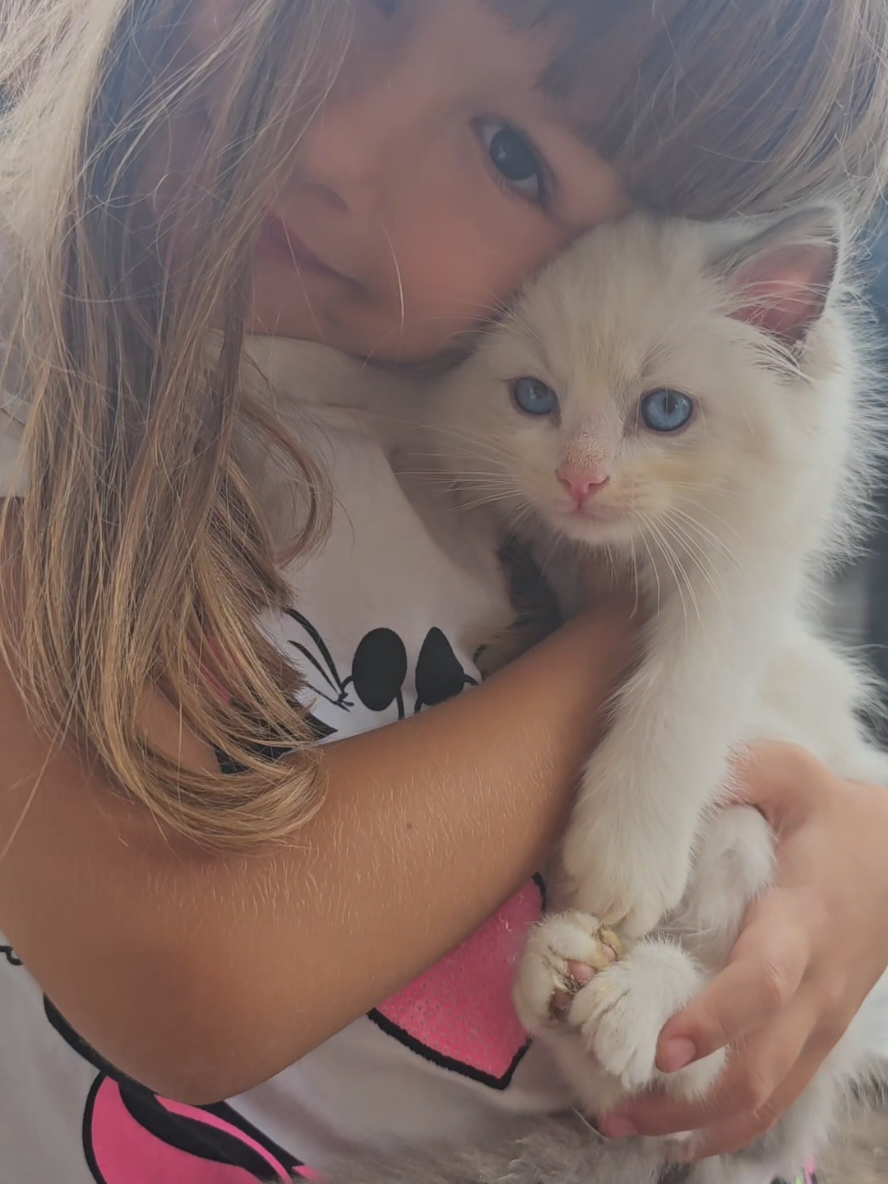 ʙᴇɴᴠᴇɴᴜᴛɪ ᴘɪᴄᴄᴏʟɪ 🩷💙 #ragdoll #ragdolls #kitten #cute #girls 