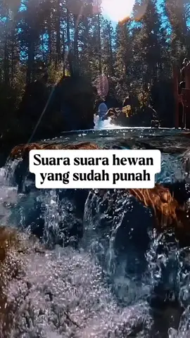 Suara suara hewan yang sudah punah #faktaunik #faktaunikdunia #faktaduniaunik #hewanpunah #viral #trending #foryou #fyp #masukberandafyp 