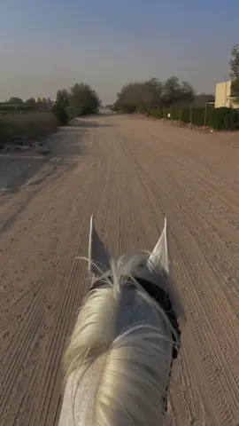 ماءشاءالله🐎🤍#الكويت🇰🇼 #اغوى_كويتيين🇰🇼 #خيل #بحر #صيف 