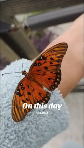 #onthisday #butterfly #nature 