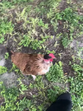 #Chicks #ViralChickens #Chickens #BackYardChickens #PancoastChicks                                      