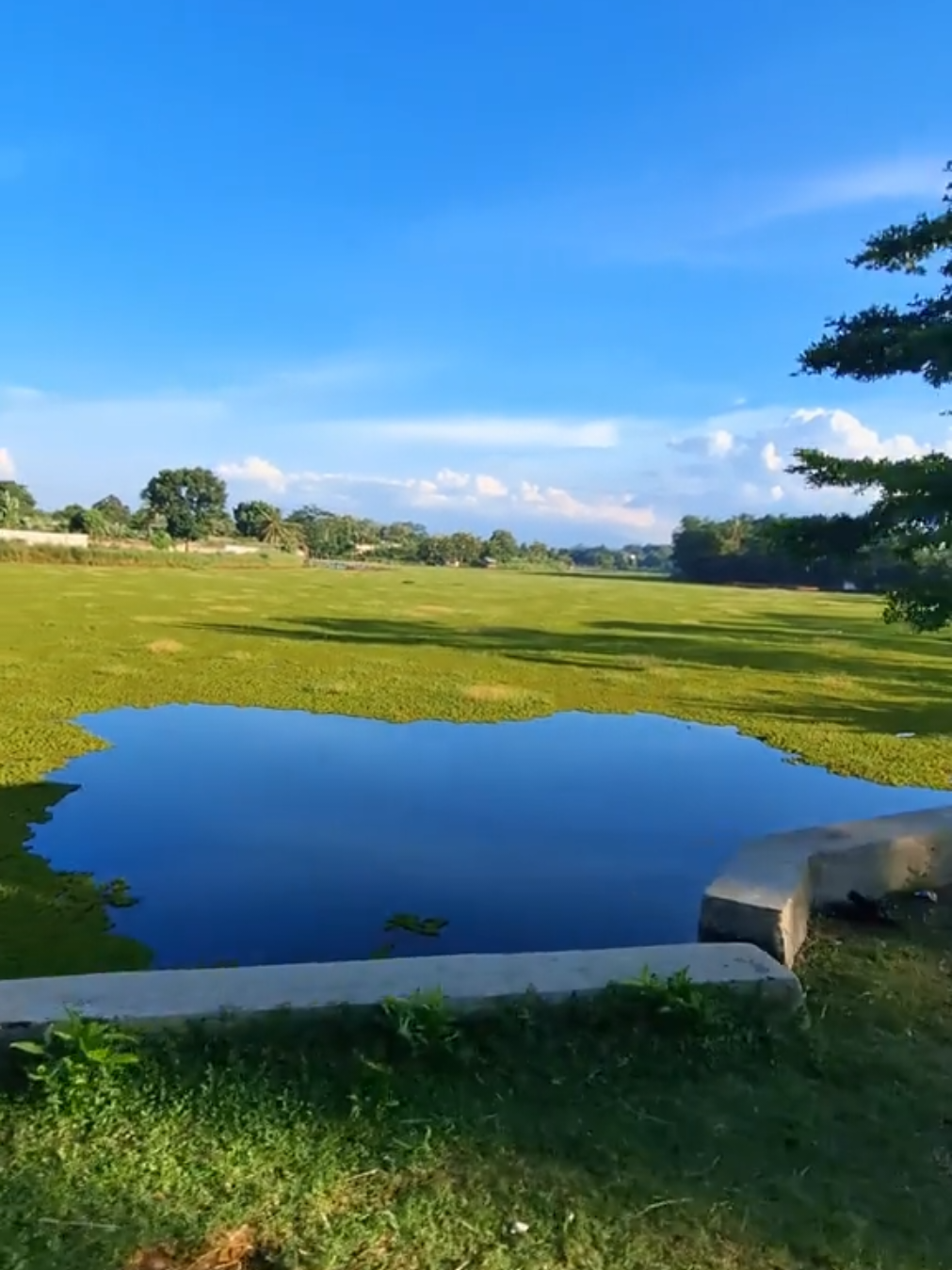 lagi cakep bgt #setu #setucilala #danau #infociseeng #infoparung 