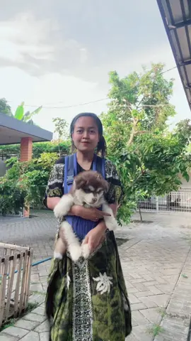 #alaskanmalamute #VonCatol #kedirihitz_ 
