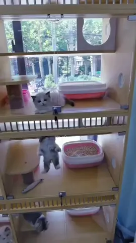 #foryou #viral #catsoftiktok #cats #fyp 