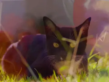 Cats are so silly, I love them. #fyp #viral #cat #edit #bepatient