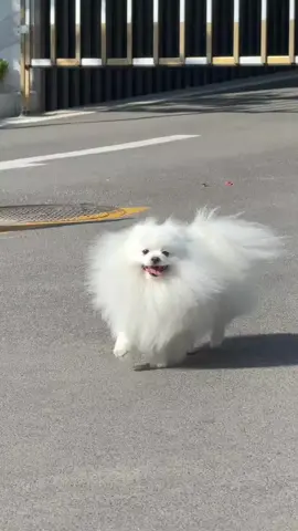 beautiful cat walking #viralvideos #Trending #funny😂 #Cat 