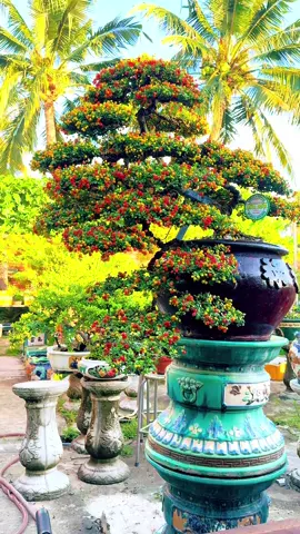 Hải Châu ( Mái Tóc Người Thương )