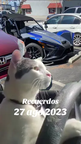 #Recuerdos #michi #cats #paratiiiiiiiiiiiiiiiiiiiiiiiiiiiiiii #foryou #😹 #paratii 