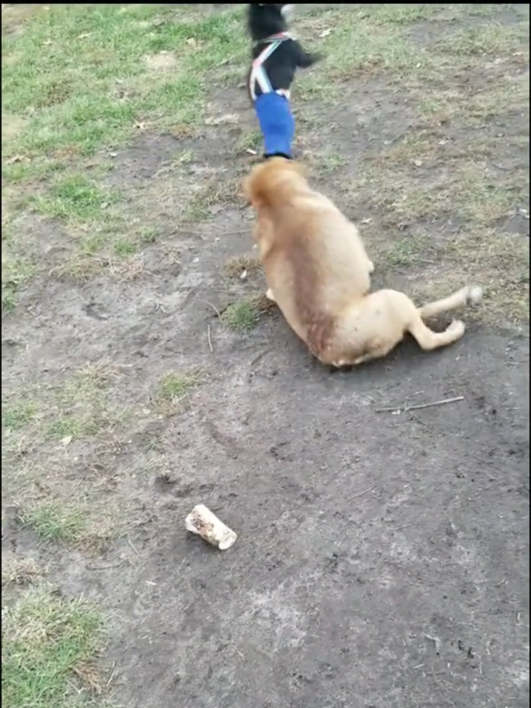 #dogs #doglover #missfitpups #ourforhomemissfitpups #funny 