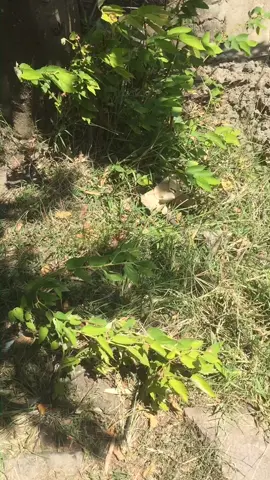 ses