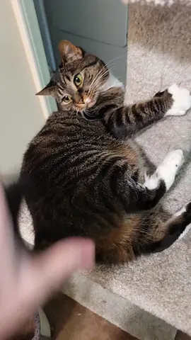 I love ragebaiting my cat. (She actually just wanted pets but still) #fypシ #xyzbca #catsoftiktok 