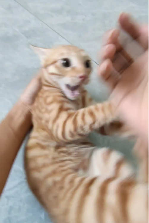 #cat #fyp #foryou 