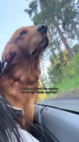 My soul dog ❤️