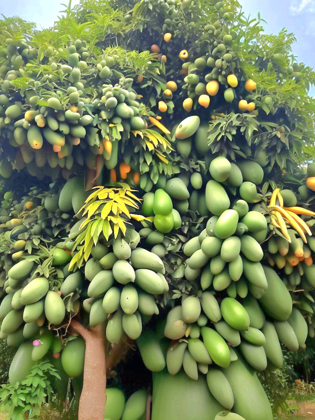 Mango 🥭 with apple fruit #fruit #foryou #garden #mango #grafting 