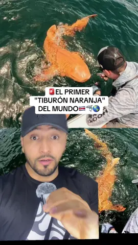 SCIENTISTS FIND WORLD'S FIRST ORANGE SHARK IN COSTA RICA #alfredomx #orangeshark #shark #xanthochromism #albino 