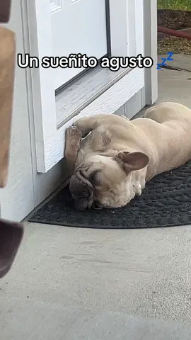 Bruno donde sea se hecha a dormir. #frenchbulldog #frenchiesoftiktok #dogtok #fyp #dogvideos 