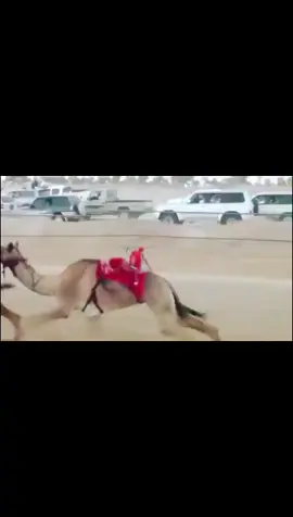 #اكسبلورexplore #هجن_الرياسة #الهجن_العربية_الاصيلة   عنايه🏆.