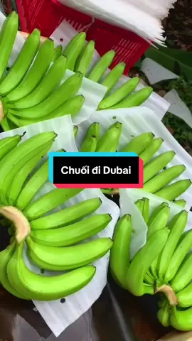Chuối bên em đang chuẩn bị đi Dubai #XuấtKhẩuNôngSản #chuoi #NôngSảnViệt #nongsansach #xuatnhapkhau 